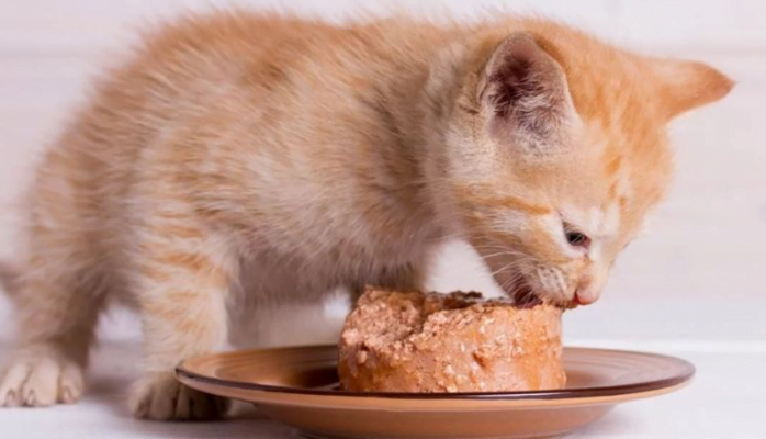 Mèo thích ăn gì? 9 loại thức ăn mèo thích nhất Mèo thích ăn gì