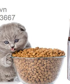 thức ăn cho mèo mọi lứa tuổi catsrang meo-an-gi