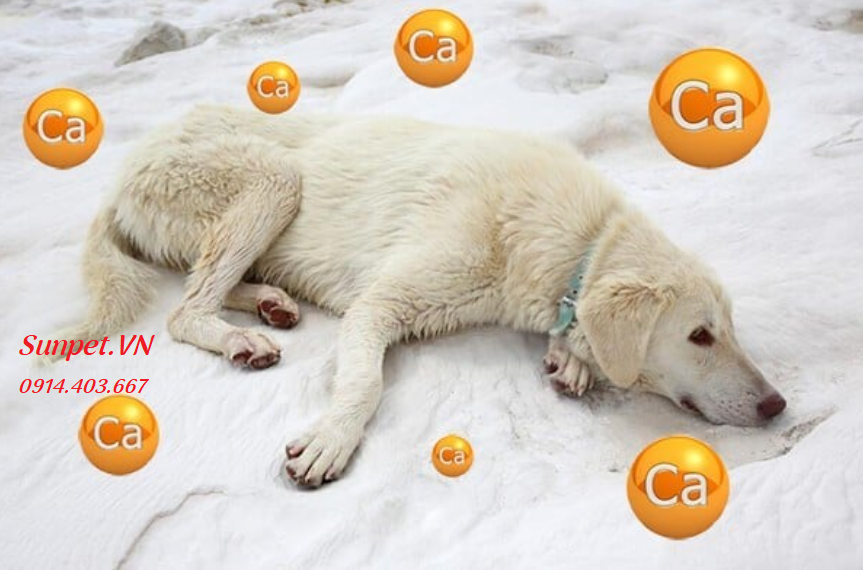 Thuốc Canxi Nano cho chó chó cần bổ sung canxi