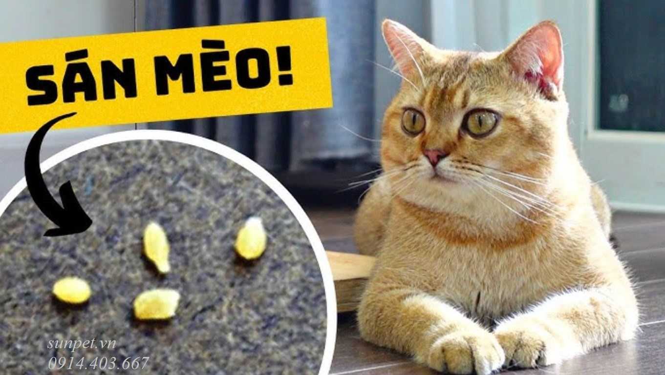 Trứng sán mèo và nguy cơ lây nhiễm cho người Trứng sán mèo và nguy cơ lây nhiễm cho người