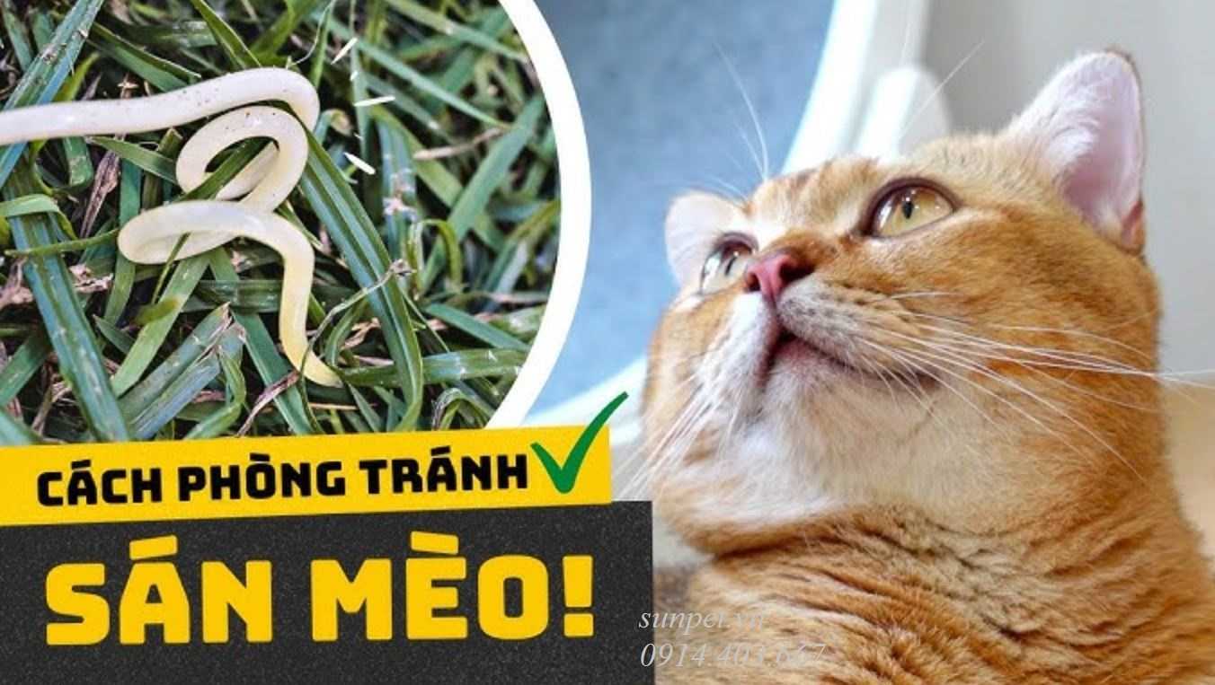 Trứng sán mèo và nguy cơ lây nhiễm cho người Trứng sán mèo và nguy cơ lây nhiễm cho người